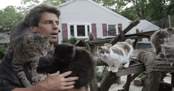 Guy Creates Sanctuary For ‘Homeless’ Cats In Honor Of The Son That He Lost