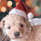 3pcs Christmas Pet Santa Hat